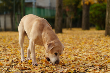 ラブラドールレトリバー 大型犬 ラブラドール labrador