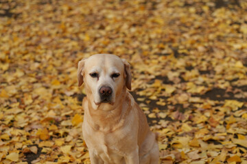 ラブラドールレトリバー 大型犬 ラブラドール labrador