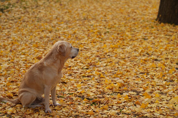 ラブラドールレトリバー 大型犬 ラブラドール labrador