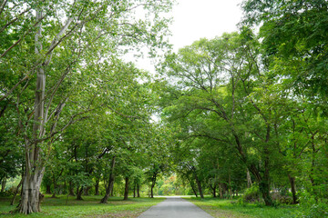 big tree in nature park and fresh air (spot focus)