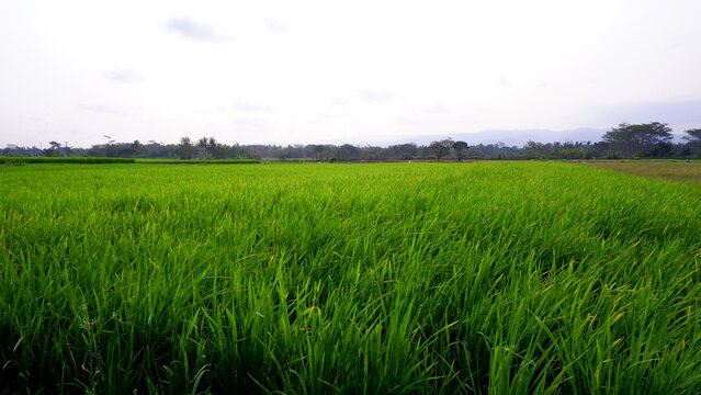 Beautiful landscape photo of rice fieldsBeautiful landscape photo of rice fields