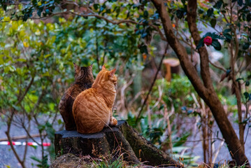 cats in forest