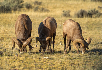 Big Horn Ram's during the RUT