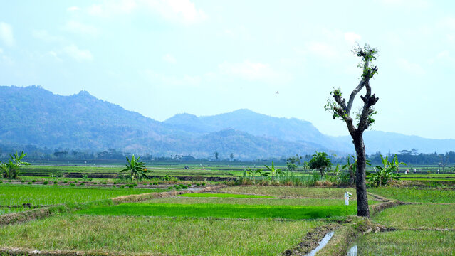 Landscape photo of rice fields with trees with few leaves