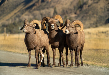 Big Horn Ram's during the RUT