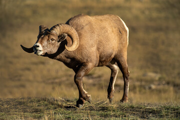 Big Horn Ram's during the RUT