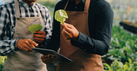 Organic farm ,Worker testing and collect environment data from bok choy organic vegetable at...