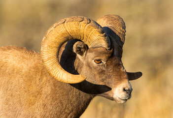 Big Horn Ram's during the RUT