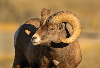 Big Horn Ram's during the Rut