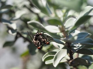 The photograph captures a fly in the process of giving birth
