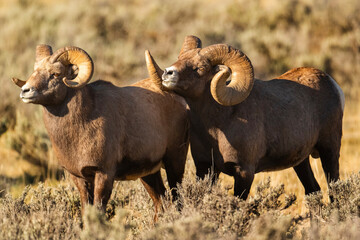 Big Horn Ram's during the Rut