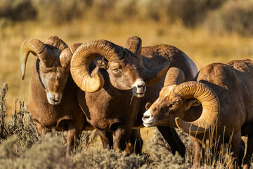 Big Horn Ram's during the Rut