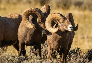 Big Horn Ram's during the Rut
