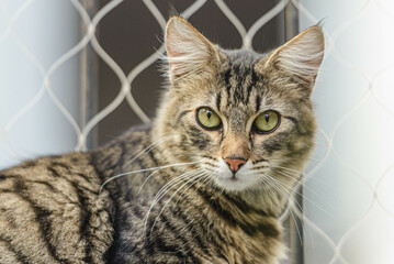 Beautiful cat looks at the camera