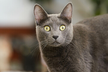 Beautiful cat looks at the camera