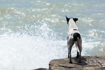 Perro parado sobre una roca mirando las olas del mar chocar contra las piedras.