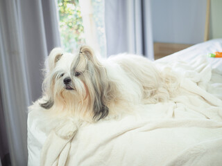 Fluffy long-haired Shih Tzu dog sitting on a messy unmade bed