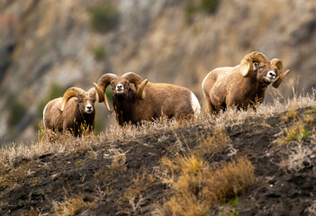 Big Horn Sheep during the Rut