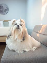 Shih Tzu dog looking at the camera in bedroom with sunlight. Adorable doggy with furry, alone on the couch at home. cozy interior background