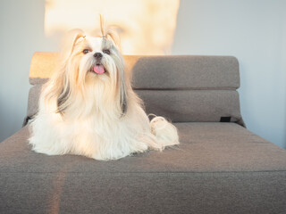 Shih Tzu dog looking at the camera in bedroom with sunlight. Adorable doggy with furry, alone on the couch at home. cozy interior background