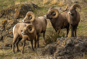 Big Horn Sheep during the Rut