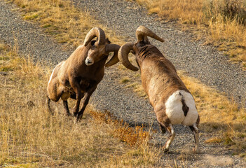 Big Horn Sheep during the Rut