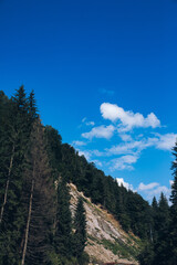 Mysticism and mystery of the Ukrainian Carpathian forest