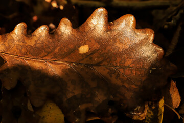 macro image of a brown oak tree leaf