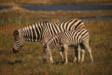 zebra with calf on grass plain