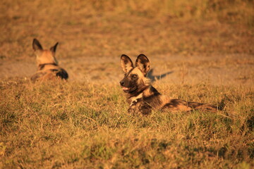 a group of african wild dogs in Botswana