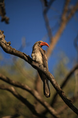 single hornbill bird on a branch