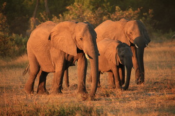 a group of elephants in morning light