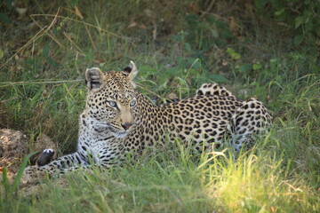 Fototapeta premium young female leopard lies in green grass