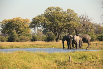 a group of african elephants drinking from a waterhole in the bush