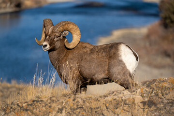 Big Horn Sheep during the Rut