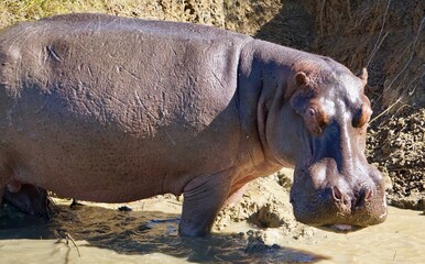 Fototapeta premium Hippopotamus (Hippopotamus amphibius)