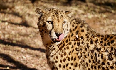 South African cheetah (Acinonyx jubatus)