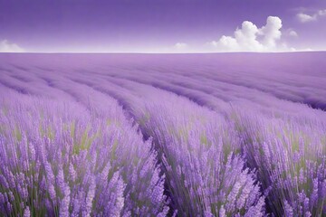 purple fields in the ground with purple color flowers growing on it abstract background 