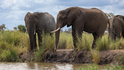 Big bull elephants drinking water