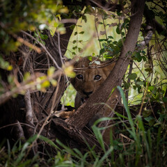 lion cub hiding in a bush