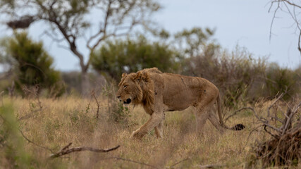 Sub adult male lion on the move
