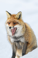 Obraz premium portrait of a red fox in the snow with his mouth wide open