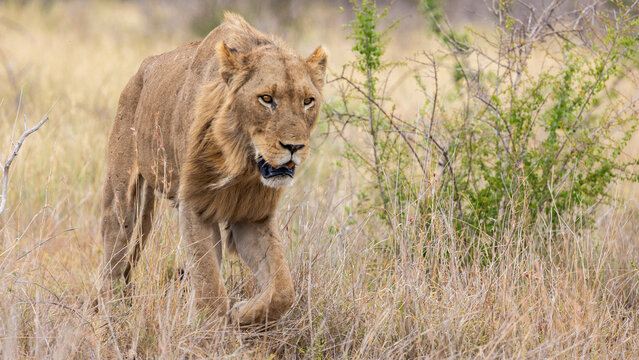 Sub adult male lion on the move