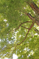 Fototapeta na wymiar Branches in a tree canopy