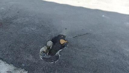Cat yellow liquid poop on street with flies
