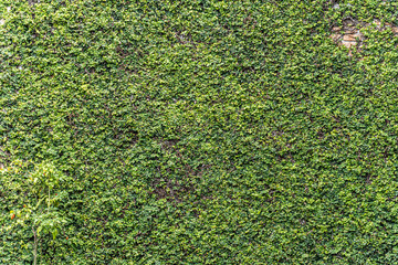 ivy covered wall, tropical, bali, indonesia, old wall covered in lush dense tropical green ivy, wallpaper background