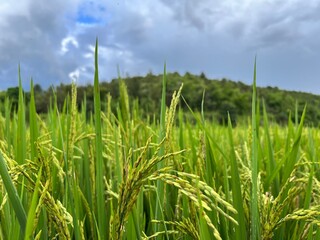 Rice plant