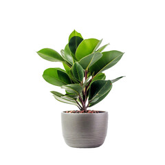 Potted Faux Plant, transparent background, isolated image, generative AI