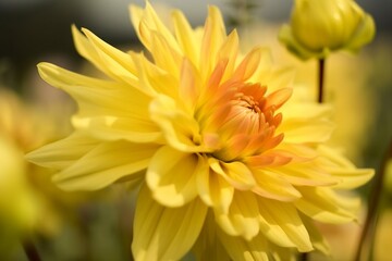 Closeup of bright blooming yellow dahlia flower growing in garden over blurred background on sunny day. generative ai.