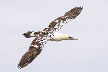 Immature Northern Gannet In Flight